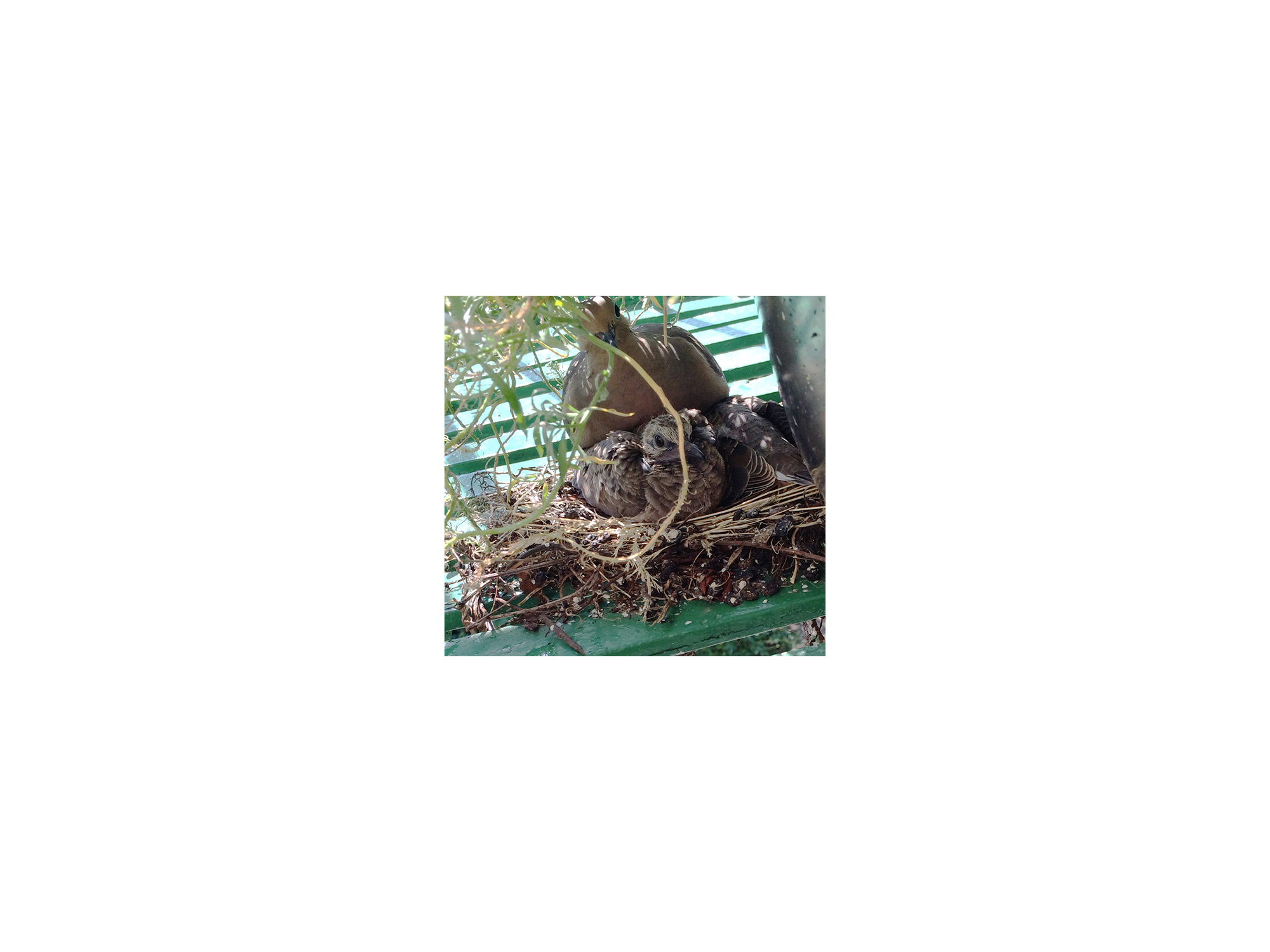 A mother dove sits atop several babies in a nest