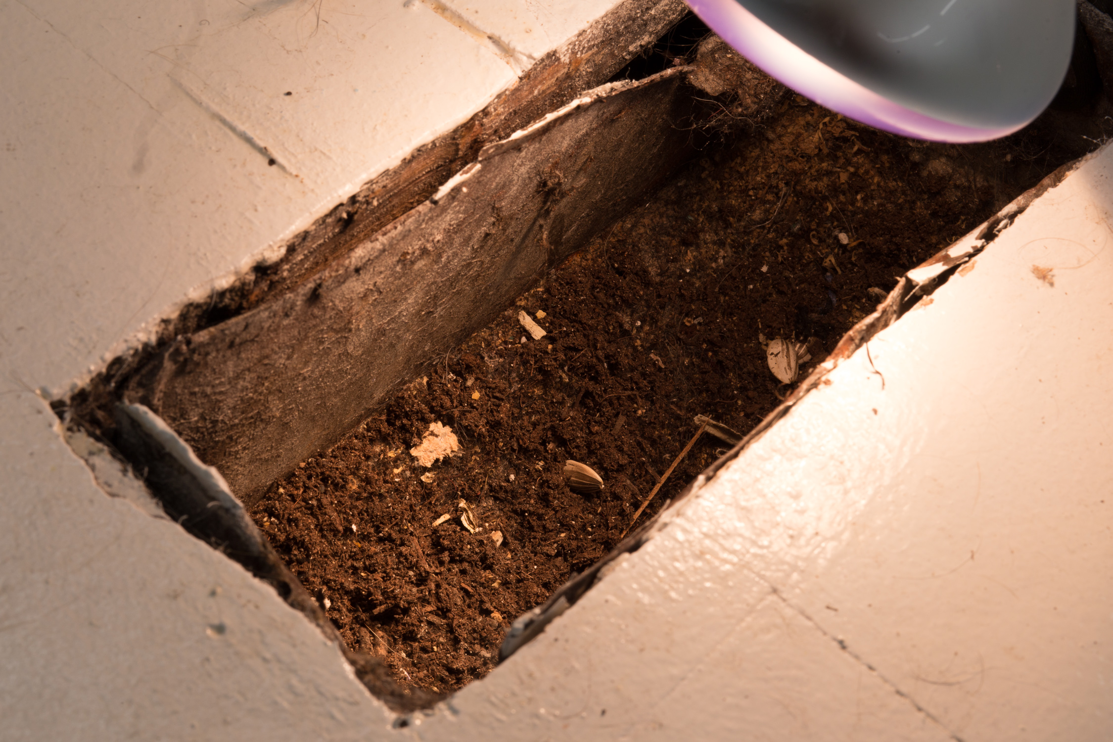 The vent is filled with soil, and has sunflower seeds in it
