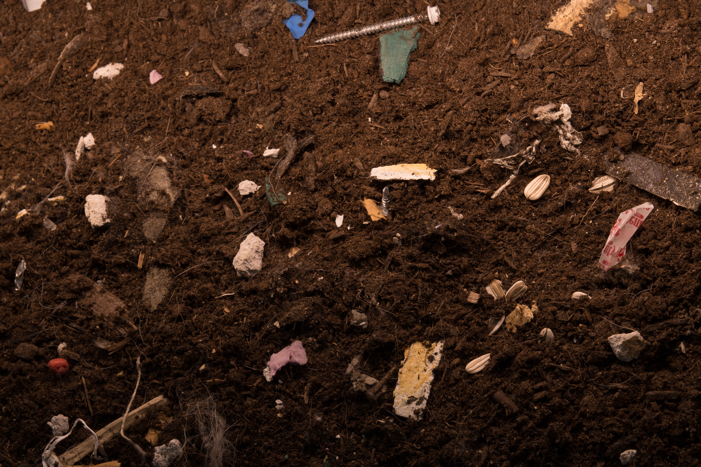 This hole is filled with soil, sunflower seeds, and debris--bits of plaster, metal screws, and plastic